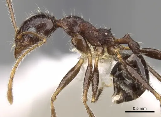 Pheidole rugaticeps - CASENT0281619