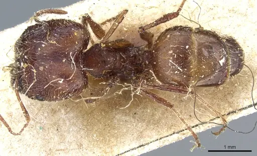 Pheidole rugaticeps - CASENT0904214