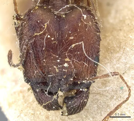 Pheidole rugaticeps - CASENT0904214