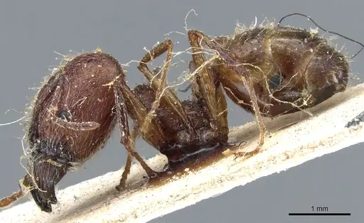 Pheidole rugaticeps - CASENT0904214