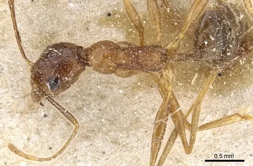 Pheidole rugaticeps - CASENT0904215