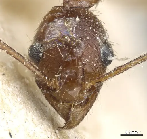 Pheidole rugaticeps - CASENT0904215