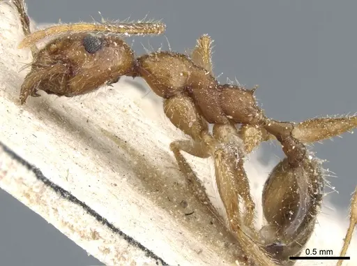 Pheidole rugaticeps - CASENT0904215