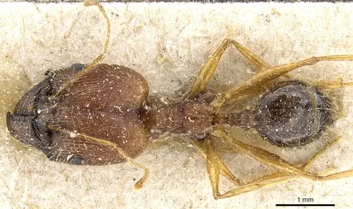 Pheidole rugaticeps - CASENT0904216