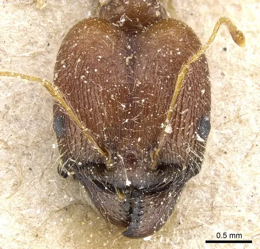 Pheidole rugaticeps - CASENT0904216