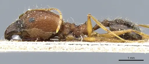 Pheidole rugaticeps - CASENT0904216