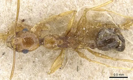 Pheidole rugaticeps - CASENT0904217