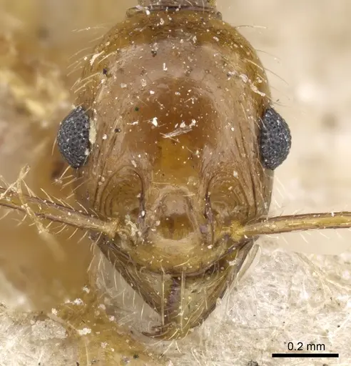 Pheidole rugaticeps - CASENT0904217