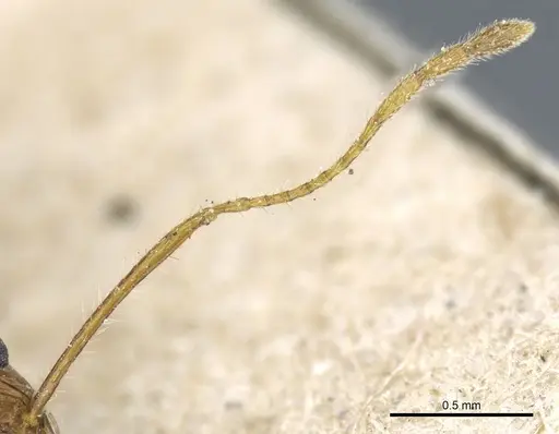 Pheidole rugaticeps - CASENT0904217