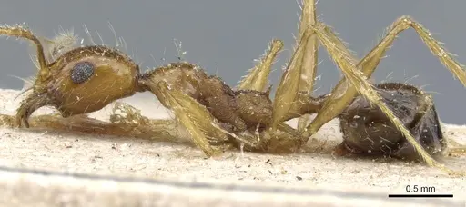 Pheidole rugaticeps - CASENT0904217