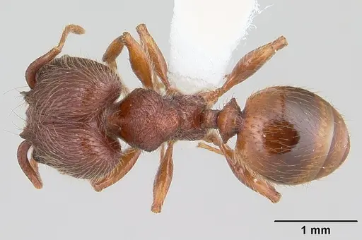 Pheidole rugatula specimen
