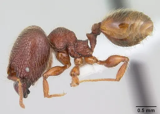 Pheidole rugatula specimen
