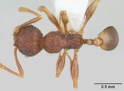 Pheidole rugatula - CASENT0178052