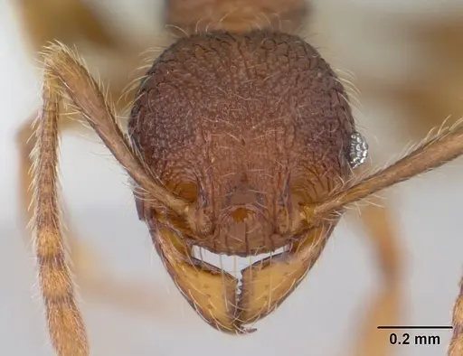 Pheidole rugatula - CASENT0178052