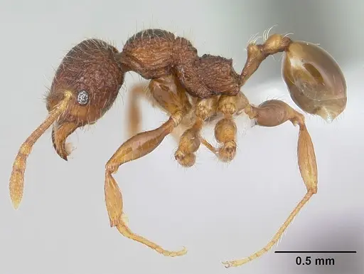 Pheidole rugatula - CASENT0178052