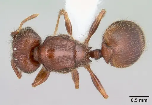 Pheidole rugatula - CASENT0178053