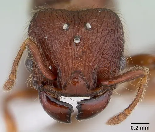 Pheidole rugatula - CASENT0178053