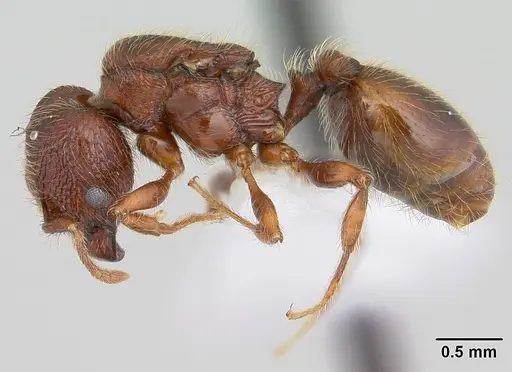 Pheidole rugatula - CASENT0178053
