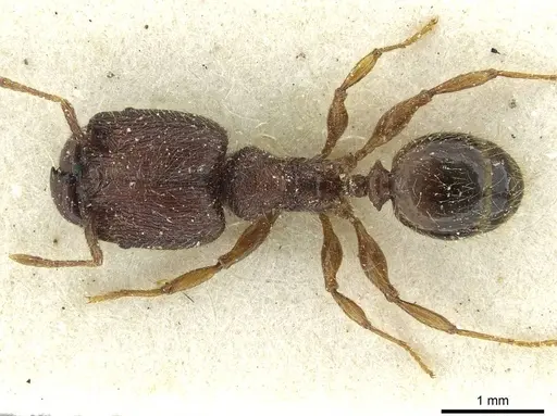 Pheidole rugatula - CASENT0913418