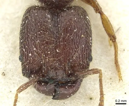 Pheidole rugatula - CASENT0913418