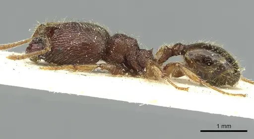 Pheidole rugatula - CASENT0913418