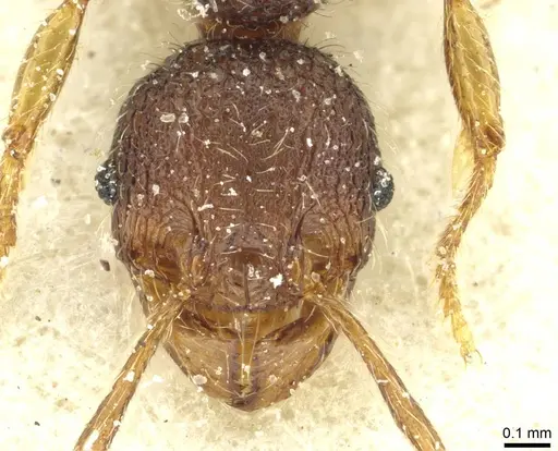 Pheidole rugatula - CASENT0913419