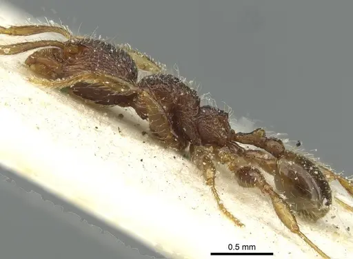 Pheidole rugatula - CASENT0913419