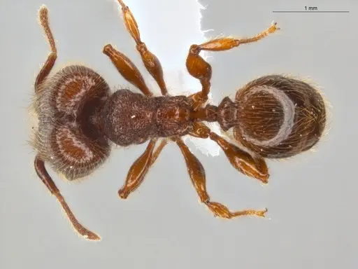 Pheidole rugatula - ECOFOG-GAL18-0149-36-S