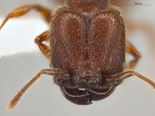 Pheidole rugatula - ECOFOG-GAL18-0149-36-S