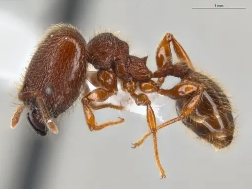 Pheidole rugatula - ECOFOG-GAL18-0149-36-S
