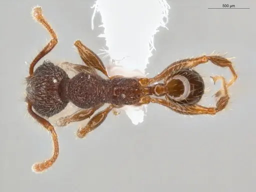 Pheidole rugatula - ECOFOG-GAL18-0153-18