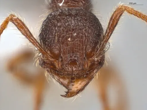Pheidole rugatula - ECOFOG-GAL18-0153-18