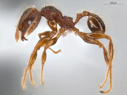 Pheidole rugatula - ECOFOG-GAL18-0153-18