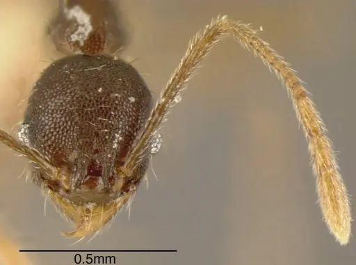 Pheidole rugiceps specimen