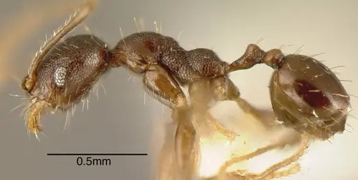 Pheidole rugiceps specimen