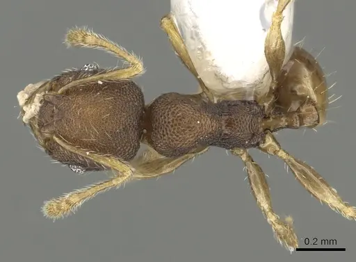 Pheidole rugifera specimen