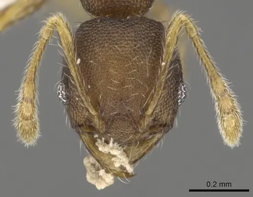 Pheidole rugifera specimen
