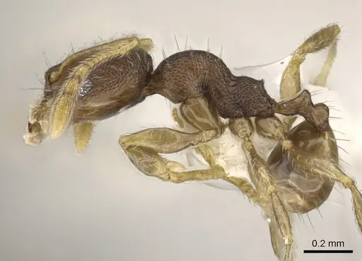 Pheidole rugifera specimen