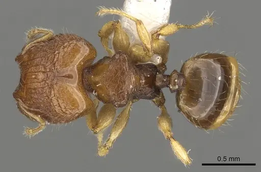 Pheidole rugifera - CASENT0901653