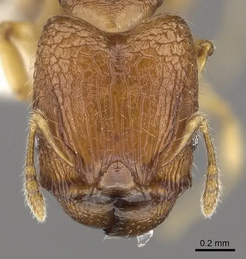 Pheidole rugifera - CASENT0901653