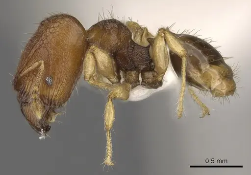 Pheidole rugifera - CASENT0901653