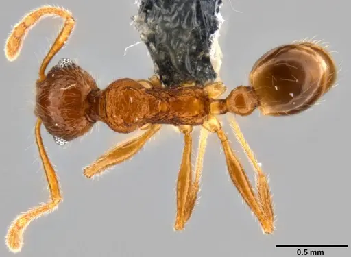 Pheidole rugithorax specimen