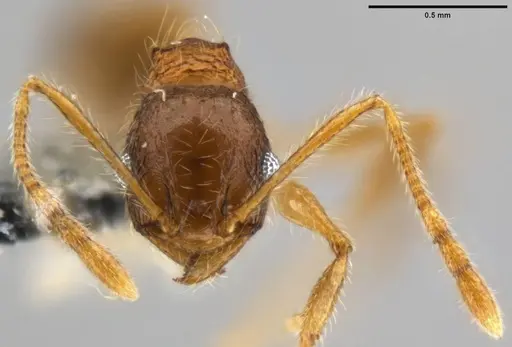 Pheidole rugithorax specimen