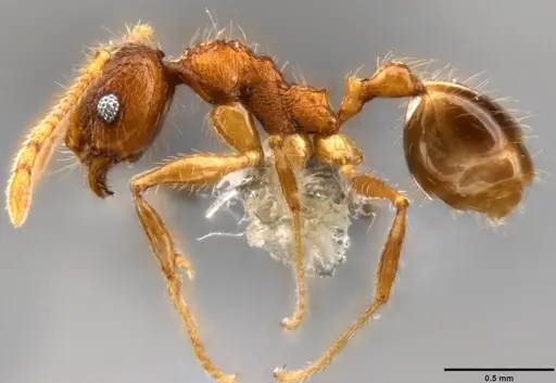 Pheidole rugithorax specimen