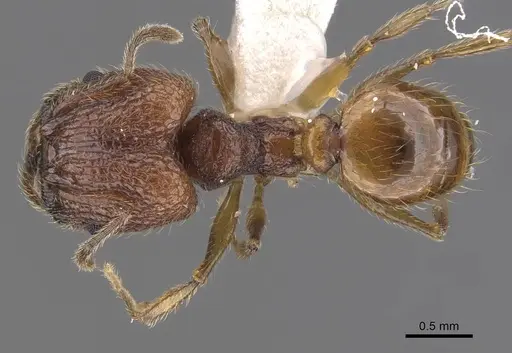 Pheidole rugithorax - CASENT0905871