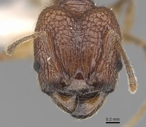 Pheidole rugithorax - CASENT0905871