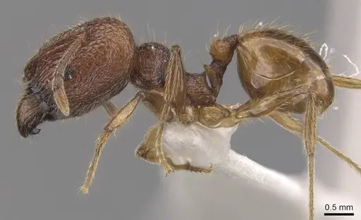 Pheidole rugithorax - CASENT0905871