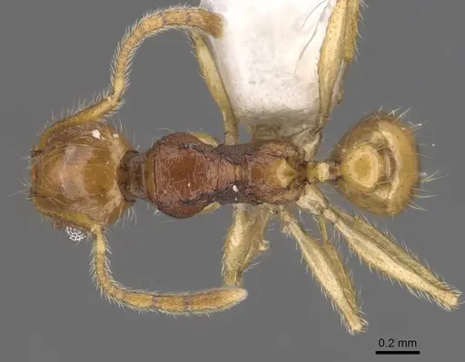 Pheidole rugithorax - CASENT0905872