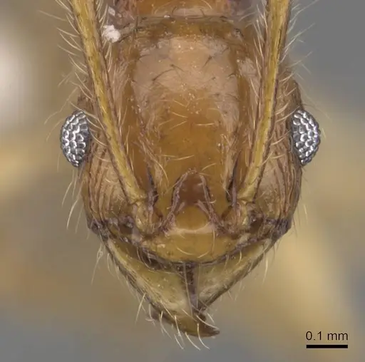 Pheidole rugithorax - CASENT0905872