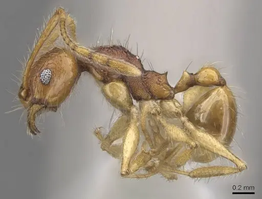 Pheidole rugithorax - CASENT0905872